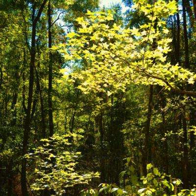 澳门威尼斯人软件